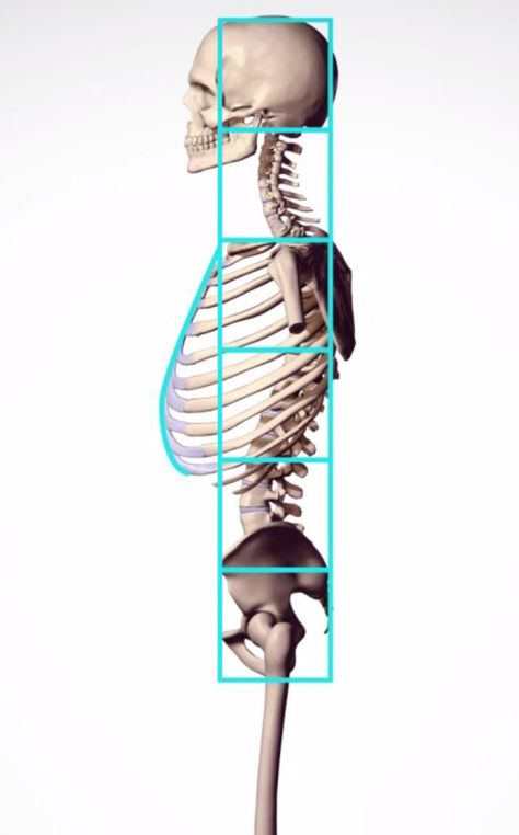 Torso Skeleton Anatomy, Human Proportions Anatomy, Skeleton Reference Anatomy, Anatomy Angles, Skeleton Proportions, Torso Proportions, Skeleton Anatomy Drawing, Skeleton Side View, Torso Skeleton