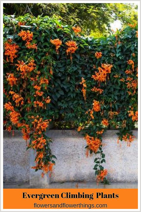 Winter Planting - Great! - Get your items from the online store - Amazon.com Climbing Evergreen Plants, Climbing Vines Trellis, Evergreen Vines Climbing, Climbing Plants In Pots, Climbing Plants Fence, Arid Garden, Plants Trellis, Evergreen Climbing Plants, Fence Cover