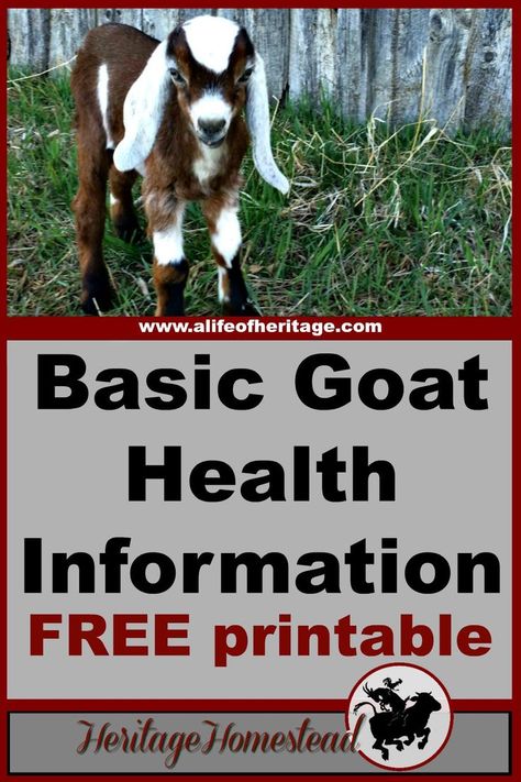 Goats | Goat Care | Goat Health | FREE Basic Goat Health Information, Upkeep and Health Tracker Printable. Keep track of your goats information on a regular basis. Health Tracker Printable, Keeping Goats, Goat Health, Goat Shelter, Female Goat, Happy Goat, Raising Farm Animals, Goat Care, Goat Barn