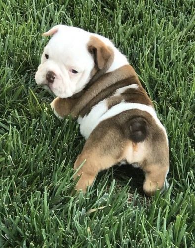 Miniature English Bulldog Puppies For Sale | Sacramento, CA #299258 Mini English Bulldogs, Miniature English Bulldog, Bulldogs Puppies, Mini Bulldog, Olde English Bulldogge, Cute Bulldog Puppies, Bulldog Breeds, Doberman Puppy, Bulldog Puppies For Sale