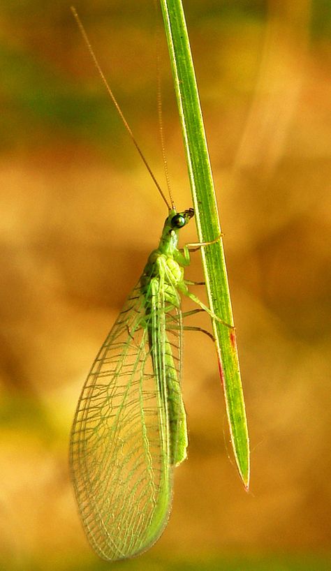 Chinese Green, Garden Bugs, Chinese Greens, A Bug's Life, Dragonfly Art, Beautiful Bugs, Pollinator Garden, Arthropods, Beijing China