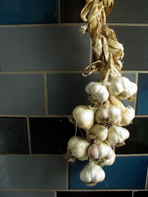 All sizes | garlic braid | Flickr - Photo Sharing! Braided Garlic, Garlic Braid, Online Photo, Global Community, Garlic, Photo Sharing, Braids, Photo And Video, Photography