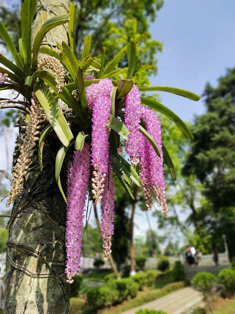 Meghalaya Foxtail Orchid, Orchids, Embroidery