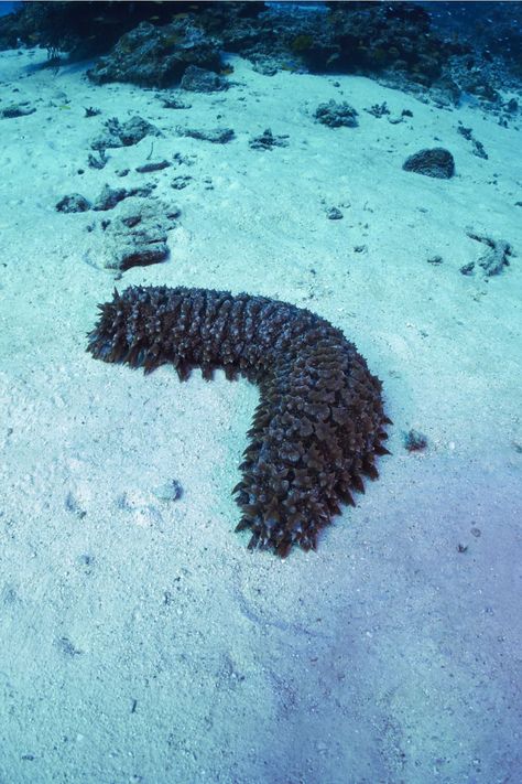 Sea Cucumbers, Sea Cucumber, Cucumber Plant, Molluscs, Sea Floor, Deep Sea Creatures, Marine Ecosystem, Cute Small Animals, Earthworms