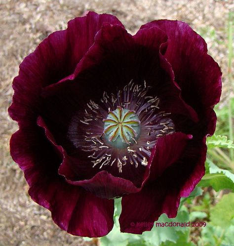 Flowers Black Background, Sarah Raven, Purple Poppies, Gothic Garden, Black Poppy, Black Tulips, Wonderful Flowers, Felt Jewelry, Floral Color