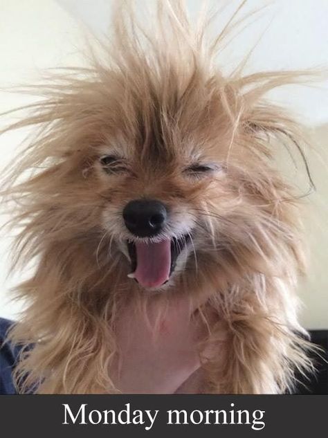 Monday morning bed head is the worst! Funny Monday Memes, Cute Animals With Funny Captions, Monday Humor Quotes, Funny Christmas Pictures, Funny Animals With Captions, Morning Memes, Monday Memes, Monday Humor, Humor Quotes