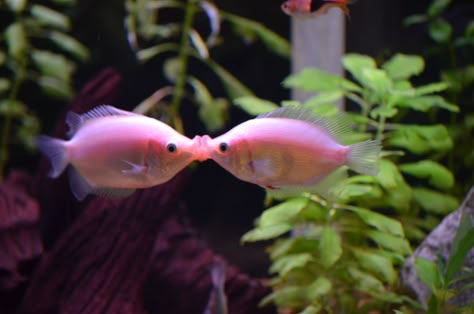 Kissing Gourami, Pink Fish, Aquatic Life, Aquarium Fish, Fish, Plants, Green, Pink