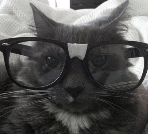 Cat Wearing Glasses, Silly Cats Pictures, Cute Glasses, Cat Icon, Wearing Glasses, Silly Animals, 9k Followers, Silly Pictures, Funny Cute Cats