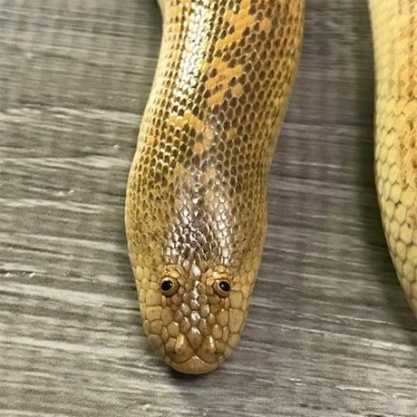 Arabian Sand Boa, Weird Looking Animals, Cute Reptiles, Reptile Snakes, Cute Snake, Beautiful Snakes, Silly Animals, Reptiles And Amphibians, Crazy Dog