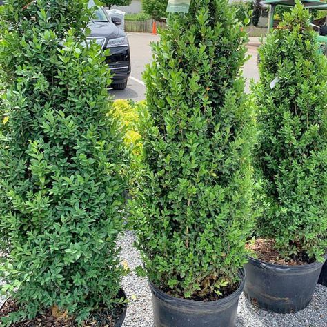 The Green Tower® Boxwood is an amazing, slender and upright variety of the American boxwood, that is perfect for tall but narrow hedges in limited spaces, or American Boxwood, Green Tower, Box Wood Shrub, Boxwood Plant, Privacy Trees, Foundation Planting, Front House, Wood Patio, Home Landscaping