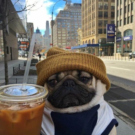 dog, pug, and coffee-bild A Pug, Pug Dog, Pug, Coffee