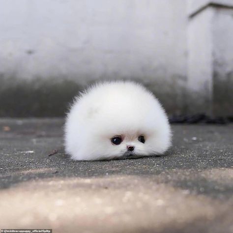 Tiny Pomeranian dog becomes an online sensation Cute Tiny Dogs, Katt Grejer, Cute Fluffy Dogs, Dog Aesthetic, Cute Dogs Images, Very Cute Puppies, Cute Small Animals, Dog Line, Cute Dog Photos