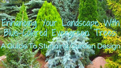 Enhancing Your Landscape With Blue-Colored Evergreen Trees: A Guide To Stunning Garden Design - Blue Spruce Tree Landscaping, Evergreen Landscape Front Yard, Evergreen Landscaping, Landscape Front Yard, Blue Atlas Cedar, Evergreen Landscape, Colorado Blue Spruce, Evergreen Trees, Flowering Shrubs