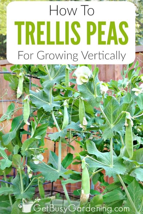 Peas are a great vegetable crop for beginner home gardeners, and an easy way to learn about trellising plants. Growing peas vertically reduces many problems like pests and disease, but also makes your harvest easier, and maximizes garden space. The good news is that vining varieties are natural climbers, and can work on a huge variety of store bought or DIY trellis systems like chicken wire and teepees. Learn how to train your pea vines, and how to choose the right trellis for your variety. Trellis Peas, Peas Growing, How To Grow Peas, Grow Peas, Pea Trellis, Garden Peas, Growing Peas, Pea Plant, Types Of Herbs