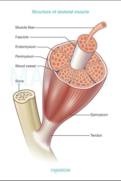 Connective tissue support Endomysium- individual muscle fibres Perimysium- muscle bundles/ fasciculi Epimysium- muscle groups/ whole muscle how do you cite an essay in mla format 💯 Please Comment, Like, or Re-Pin for later 😍💞 How to write an effective conclusion for an essay? Muscle Tissue Anatomy, Muscle Physiology, Skeletal Muscle Anatomy, Muscle Cell, Human Body Vocabulary, Muscles Anatomy, Muscle Diagram, Human Body Projects, Biology Diagrams