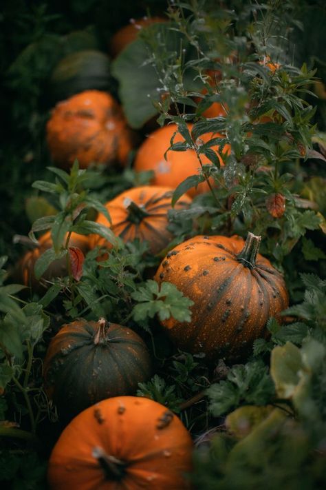 Fall Wonderland, 22 September, Thanksgiving Wallpaper, Autumn Magic, Pumpkin Season, Season Of The Witch, Autumn Scenery, Fall Feels, Autumn Beauty