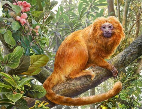 Vbs Jungle, Golden Lion Tamarin, Monkey Drawing, Monkey Illustration, Golden Lions, Jungle Cruise, Wild Art, Monkey Art, Primates