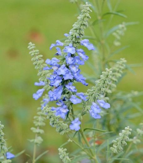 Salvia Azurea, Sky Blue Flowers, Rose Companion Plants, Garden Tools Design, Salvia Plants, Mexican Sunflower, Blue Rose Tattoos, Sage Plant, Seed Starting Mix