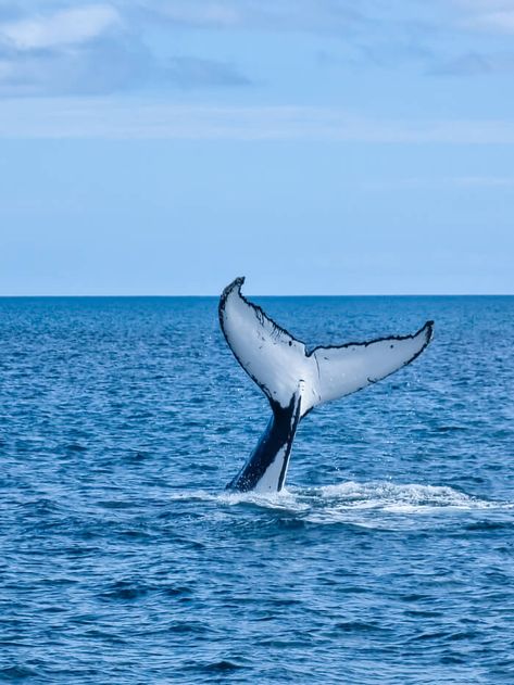 whale tail fluke in ocean Whale Watching Maine, Western Australia Road Trip, East Coast Aesthetic, England Vacation, Sailing Day, Rottnest Island, Blue Dolphin, Hervey Bay, Vacation Scrapbook