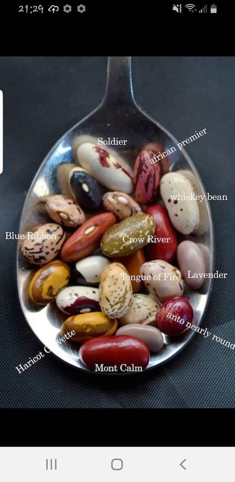 Heirloom Beans, Heirloom Garden, Bean Varieties, Dried Beans, Heirloom Tomatoes, Food Facts, Fruit And Veg, Cooking Techniques, Fruits And Veggies