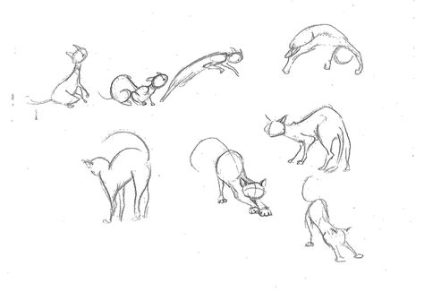 Cat movement study. Movement In Animals, Cat Jumping Drawing, Cat Movement, Pose Perspective, Cats Poses, Cats Draw, Animal Animation, Cat Animation, Cartoon Cat Drawing