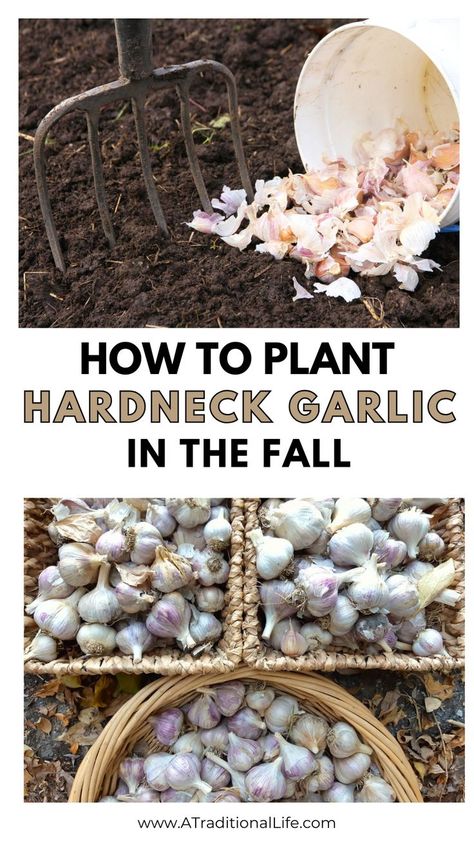 How to Plant Hardneck Garlic in the Fall Planting Garlic In Fall, Hardneck Garlic, Planting Garlic, Fall Gardening, Vegetable Garden Diy, Garden Vegetables, Fall Garden Vegetables, Garlic Bulb, Fall Garden