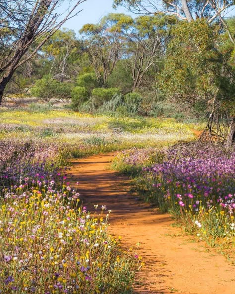 Lonely Planet on Instagram: “'Spring in Western #Australia’s mid-west sees an explosion of #wildflowers carpeting the countryside. Coalseam Conservation Park is my…” Australian Wild Flowers, Spring In Australia, Shadow Reference, Australian Countryside, Spring Australia, Landscape Australia, Nature Australia, Gardens Australia, Summer Australia