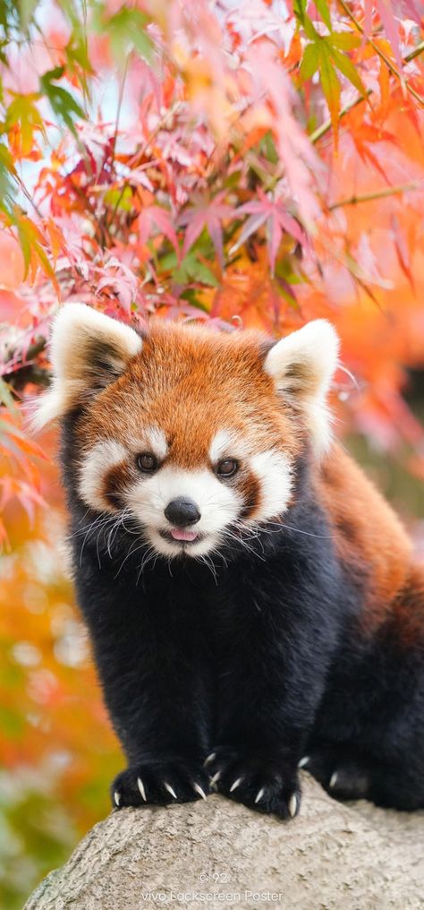 Red Panda, On Tumblr, Tumblr, Red