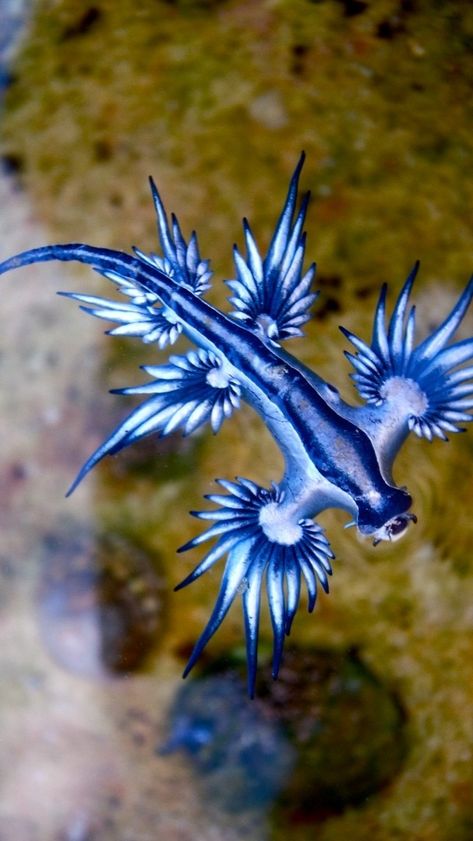 Unique Aquatic Animals, Unusual Sea Creatures, Rare Sea Animals, Creepy Sea Creatures, Strange Sea Creatures, Blue Glaucus, Interesting Fish, Blue Sea Slug, Ocean Creatures Art