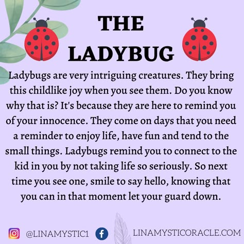 Ladybug Meaning, Ladybug Quotes, Spirit Animal Meaning, Animal Meanings, Letting Your Guard Down, Spiritual Awakening Signs, Animal Spirit Guides, The Ladybug, A Ladybug