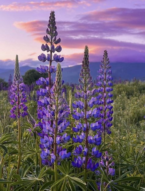 Lupine Dreams Lupin Flower, Alaska Photography, New England Usa, Lupine Flowers, Sugar Hill, Lake Superior, Painting Ideas, Flower Arrangements, Sydney