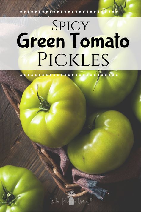 Do you have some green tomatoes sitting around from your garden that fell off the vines? Maybe where you live the frost has already come and you have green tomatoes from pulling your harvest. Well, today we are going to show you how to make Green Tomato Pickles! #greentomatopickles #tomatopickles #spicypickles Green Tomatoes Pickles, Pickles Green Tomatoes, Green Tomato Pickles Recipes, What To Make With Green Tomatoes, Pickled Green Tomatoes Recipe, Green Tomato Pickles, Canning Green Tomatoes, Pickled Things, Green Tomato Relish