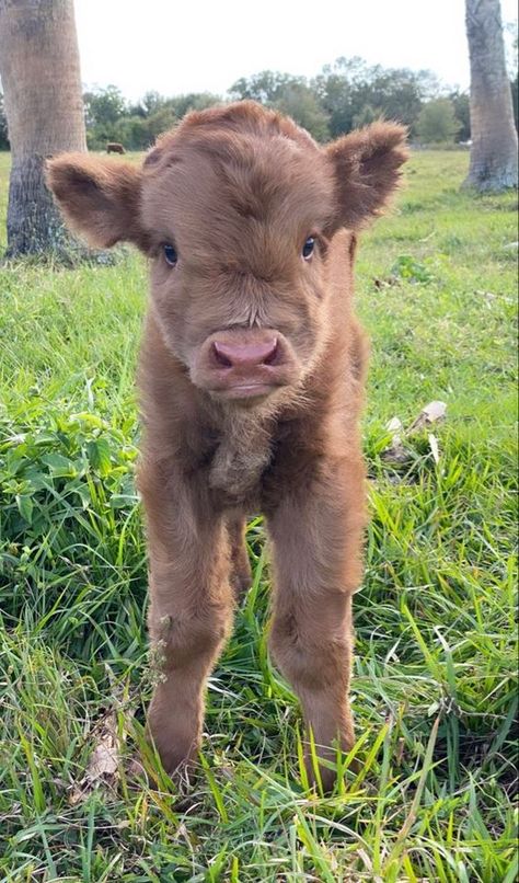 COW Adorable Farm Animals, Cute Cow Lockscreen, Shampooed Cows, Fuzzy Cows, Miniture Cows, Cows Cute, Brindle Dog, Farm Animal Paintings, Miniature Cows