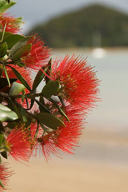 509 Pohutukawa Tree Photos and Premium High Res Pictures - Getty Images Pohutukawa Flower, Pohutukawa Tree, James Tattoo, Tree Photos, Xmas Table, Living In New Zealand, Portrait Paintings, Sea Art, Photo Tree