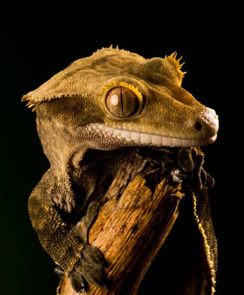 The beautiful crested gecko, some of the smallest creatures have a way of winning you over. Crested Gecko Drawing, Gecko Photography, Lizard Photography, Adorable Tattoos, Reptile Expo, Dragon Designs, Pet Lizards, Christmas Drawings, Reference Photos For Artists