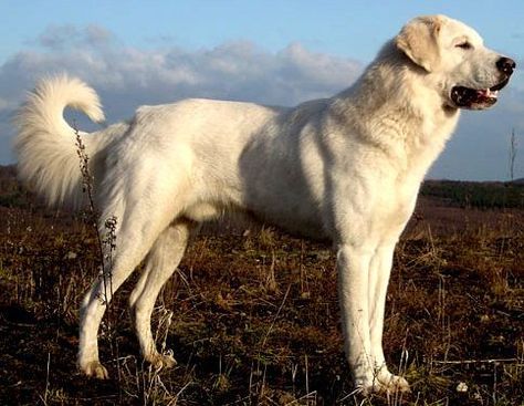 Akbash Dog, Dog Aggression, Kangal Dog, Livestock Guardian Dog, Livestock Guardian, Anatolian Shepherd, Huge Dogs, Coban, Loyal Dogs