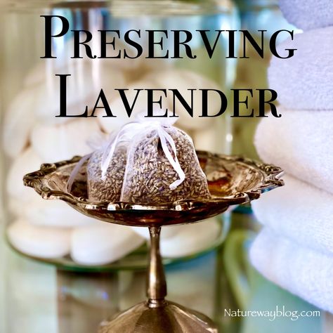 Lavender Nature, Harvesting Lavender, Lavender Bush, Dried Lavender Flowers, All Things Work Together, Sweet Fragrance, Herb Recipes, Lavender Tea, Garden Harvest