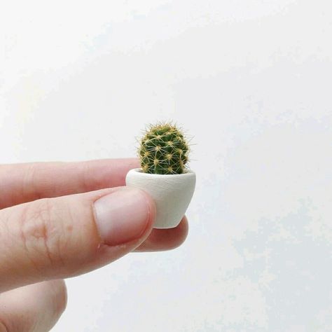 Tiny Cactus, Mini Cactus, Handmade Planter, Have Courage And Be Kind, Cactus Flower, Cactus And Succulents, Succulent Planter, Ceramic Planters, How To Dry Basil