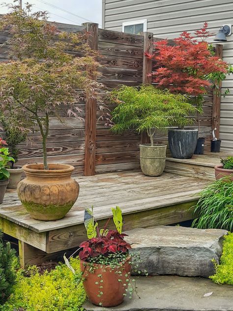 Japanese Maple In Container Pots, Japanese Patio Garden, Japanese Acer Tree, Small Asian Garden Ideas, Simple Japanese Garden, Japanese Maple Container, Asian Inspired Garden, Japanese Zen Garden Landscaping, Japanese Maple Tree Landscape