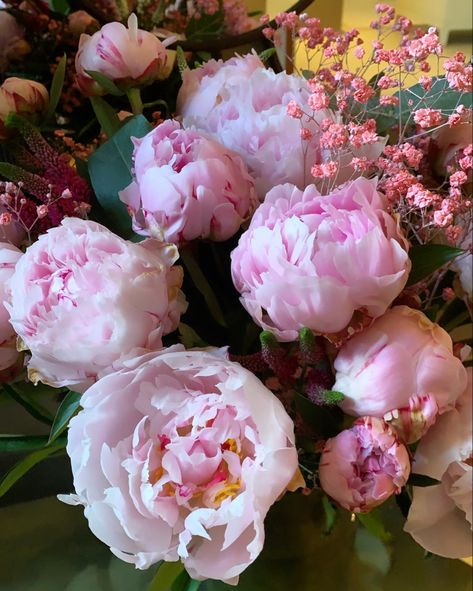 Beautiful pink and fragrant rosey Peonies. These big fluffy flowers are native to Asia, North America, and Western Northern Europe. Fluffy Flowers, Magnolia Parks, Magnolia Park, House Smell Good, A Court Of Wings And Ruin, House Smell, Northern Europe, Smell Good, Pink Flower