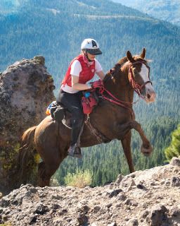 Horse Disciplines, Horse Riding Outfit Women, Horseback Riding Vacations, Gaited Horses, Endurance Riding, Tennessee Walker, Horse Poses, Horse Reference, Tennessee Walking Horse