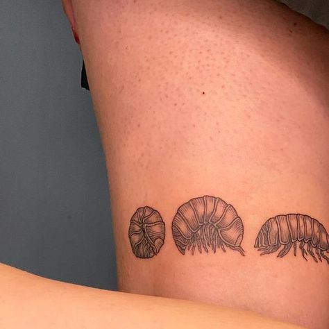 Kneee Tattoos, Roly Poly Drawing, Inside Leg Tattoo, Pillbug Tattoo, Potato Bug Tattoo, Rollie Pollie Tattoo, Pill Bug Tattoo, Tattoos Inside Arm, Tadpole Tattoo