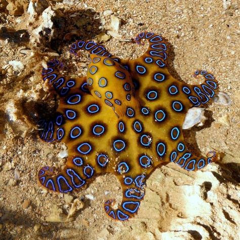 Specimen World 🌎 on Instagram: “Blue-Ringed Octopus - Hapalochlaena lunulata 🐙 Despite its small size, the blue-ringed octopus carries enough venom to kill twenty-six…” Octopus Photography, Octopus Species, Octopus Pictures, Weird Nature, Ringed Octopus, Octopus Tattoo Sleeve, Molluscs, Sea Anemone, Save Our Oceans