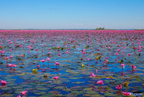 Lake Reference, Lotus Lake, Udon Thani, Seasons Months, Red Lotus, Bigger Boat, Day And Time, Poses For Photos, Water Lily