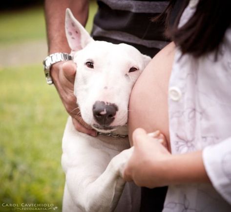 Baby Bump Photoshoot, Dog Pregnancy Announcement, Baby Announcement Photoshoot, Outdoor Maternity Photos, Maternity Photography Poses Couple, Pregnancy Photos Couples, Maternity Photography Poses Pregnancy Pics, Maternity Photography Outdoors, Couple Pregnancy Photoshoot