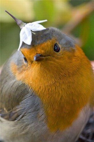 Funny Robin with a Little Flower Bonnet on her Head Pretty Birds, Colorful Birds, Angry Birds, Cute Birds, Little Birds, Funny Animal, Bird Watching, 귀여운 동물, Birdy