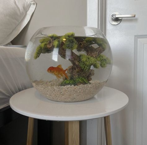 Cute Small Fish Tank Ideas, Fish Tank In Kitchen, Goldfish Tank Setup, Fish Bowl Aesthetic, Cute Fish Tanks, Aquarium In Bedroom, Peceras Aesthetic, Home Aquarium Aesthetic, Aesthetic Fish Tank