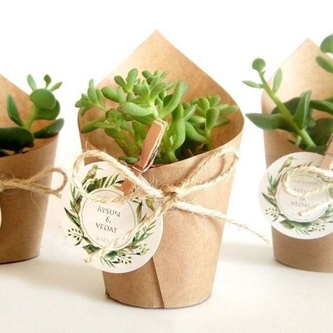 Baby Shower Souvenirs, Wedding Plants, Succulent Wedding Favors, Succulent Favors, Deco Champetre, نباتات منزلية, Succulent Bouquet, Mini Cactus, Succulents Decor