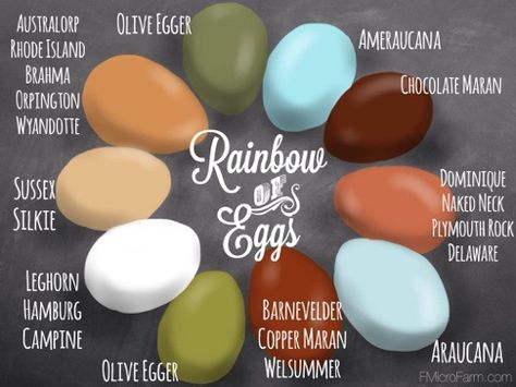 Chicken Egg Color Chart, Breed Specific Egg Color Chart, Chicken Egg Colors, Colored Eggs, Chicken Farming, Chicken Life, Crazy Chicken Lady, Keeping Chickens, Mini Farm, Fresh Chicken