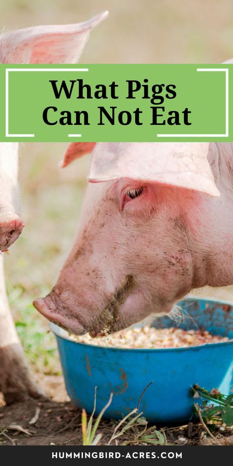 Discover the forbidden fruits (and veggies) for your pigs! Learn why certain foods can be harmful to your swine's well-being and how to keep them safe from digestive woes. What Can Pigs Eat, Diy Pig Feed Recipe, Homemade Pig Feed, Keeping Pigs, Best Pigs To Raise For Meat, Pigs Eating, Animal Health, Out Of Reach, Preserving Food